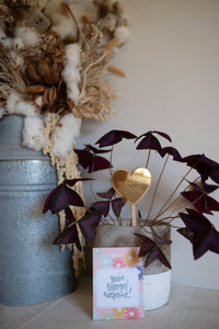 Plant Stake and Seeds
