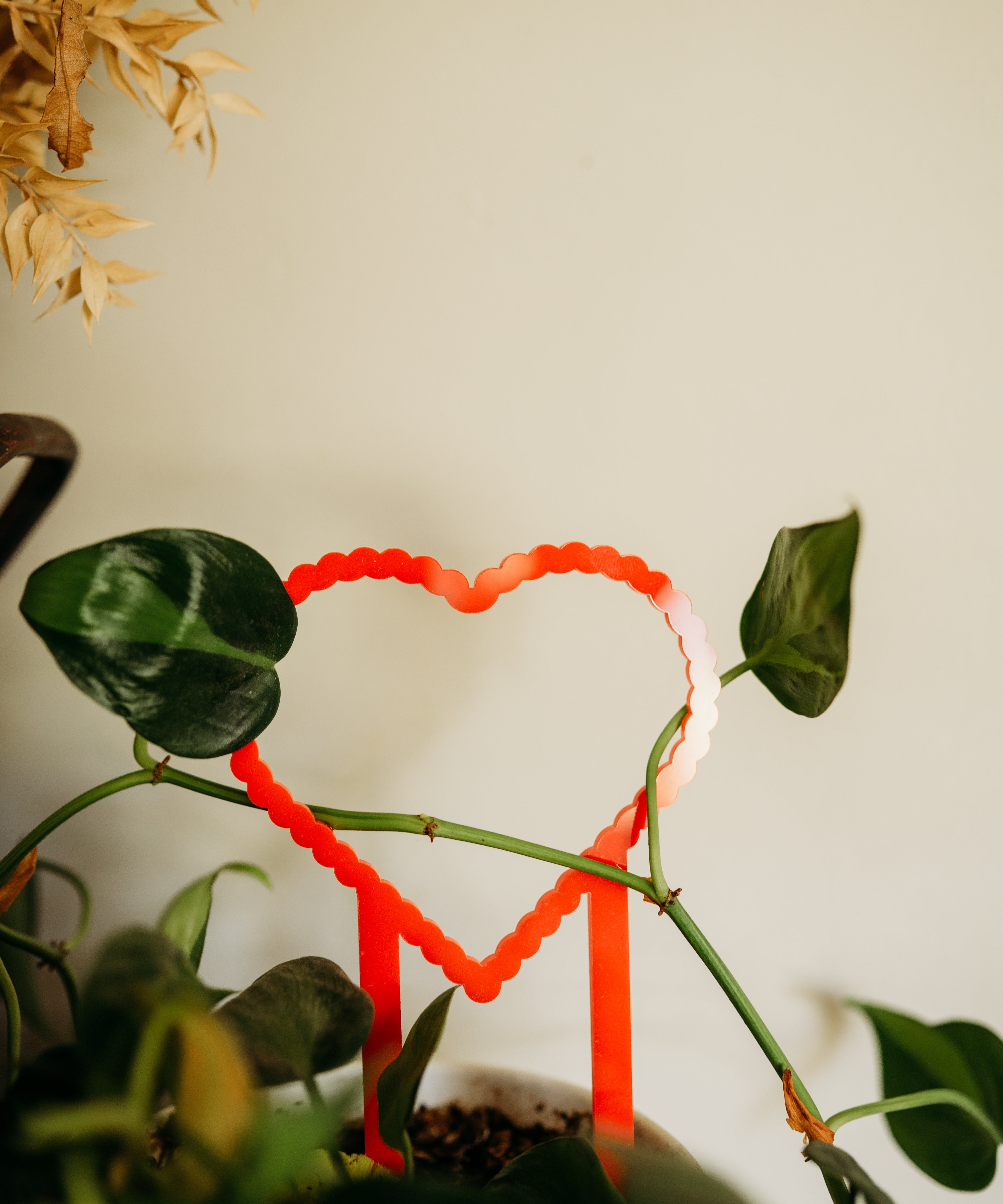 Heart Trellis and Seeds